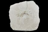 Fossil Insect Cluster - Green River Formation, Utah #109211-1